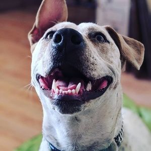 Meet your Posher, Molly